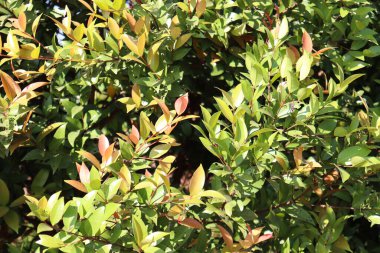 Tarlada İzleyici İçin Güzel Kırmızı Yaprak Kapanışı