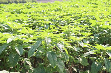 Tarlada hasat için yeşil amaranth çiftliği