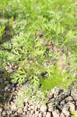 yeşil renkli havuç çiftliği hasat için tarlada
