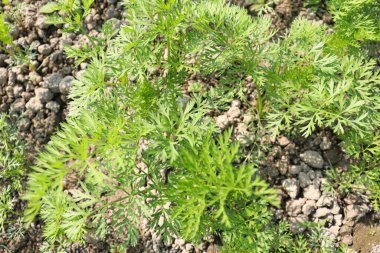 yeşil renkli havuç çiftliği hasat için tarlada