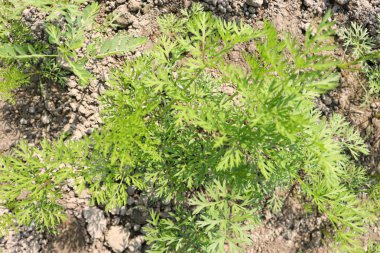 yeşil renkli havuç çiftliği hasat için tarlada