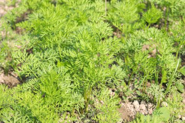 yeşil renkli havuç çiftliği hasat için tarlada
