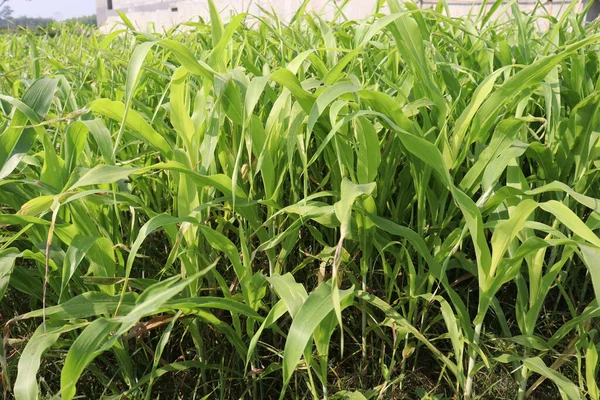 Grün Gefärbte Maisbaumfarm Auf Dem Feld Für Die Ernte — Stockfoto