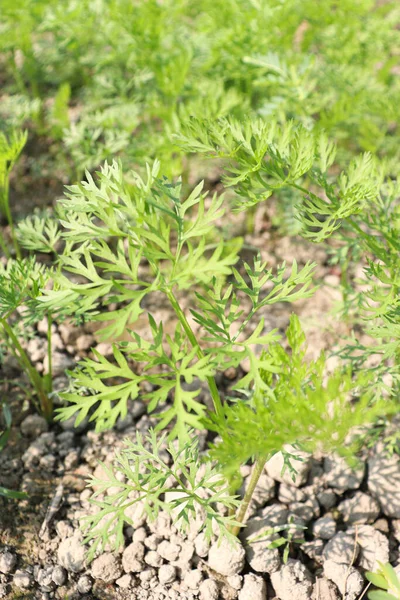 yeşil renkli havuç çiftliği hasat için tarlada