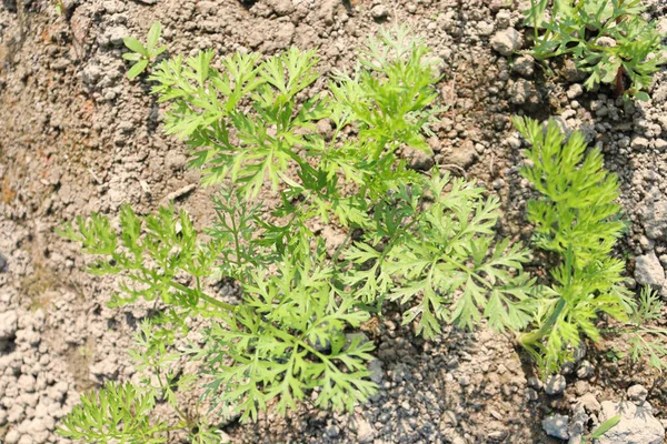 yeşil renkli havuç çiftliği hasat için tarlada