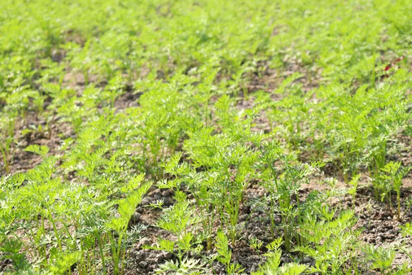 yeşil renkli havuç çiftliği hasat için tarlada