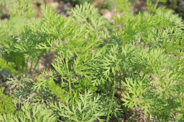 Fattoria Carote Colore Verde Sul Campo Raccolto — Foto Stock