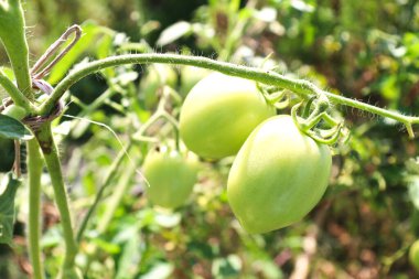 Hasat için ağaçta yeşil çiğ domates