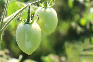 Hasat için ağaçta yeşil çiğ domates