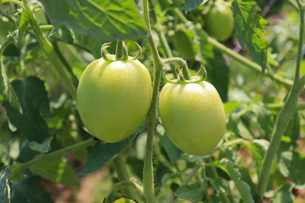 Tomate Crue Couleur Verte Sur Arbre Pour Récolte — Photo