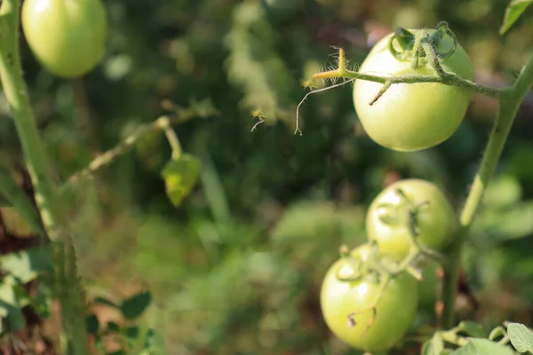 Tomate Crue Couleur Verte Sur Arbre Pour Récolte — Photo