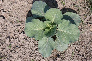 Hasat için tarlada yeşil renkli karnabahar çiftliği