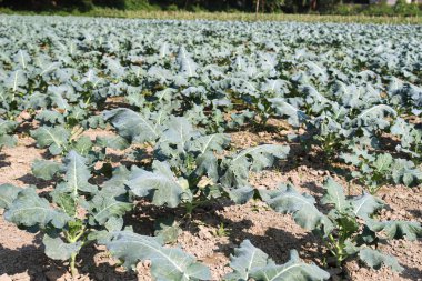 Hasat için tarlada yeşil renkli karnabahar çiftliği