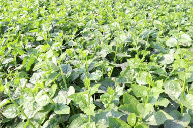 Hasat için tarlada yeşil renkli ıspanak çiftliği