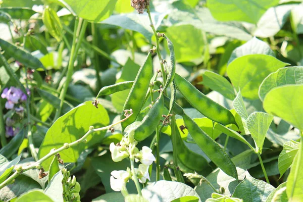 Svěží Zdravý Edamame Zásoby Stromě Firmě Pro Sklizeň — Stock fotografie