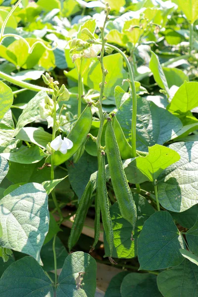 Estoque Edamame Fresco Saudável Árvore Empresa Para Colheita — Fotografia de Stock