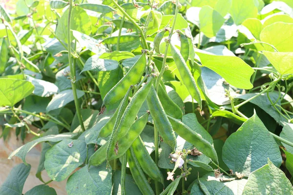 Taze Sağlıklı Edamame Stokları Hasat Için Ağaçta — Stok fotoğraf