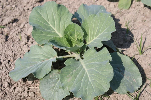 Green Colored Cauliflower Farm Field Harvest — Stock Photo, Image