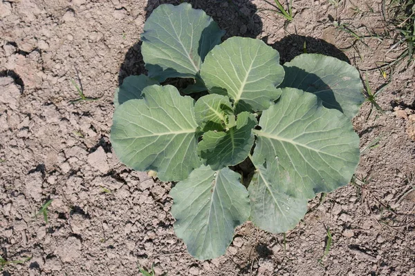 Hasat için tarlada yeşil renkli karnabahar çiftliği