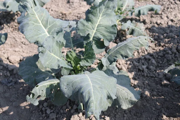 Hasat için tarlada yeşil renkli karnabahar çiftliği