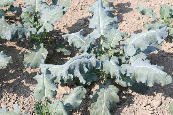 Hasat için tarlada yeşil renkli karnabahar çiftliği