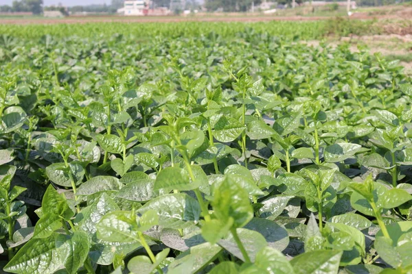 田里青色的玛瑙菠菜农场收割 — 图库照片