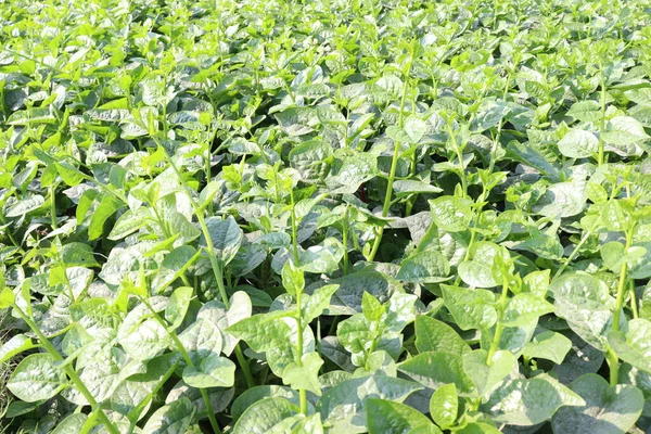 Hasat için tarlada yeşil renkli ıspanak çiftliği