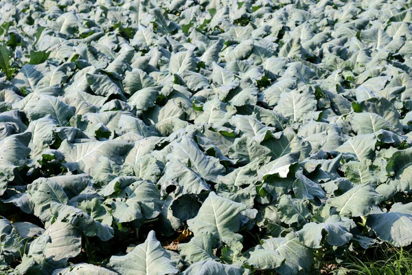 Granja Coliflor Color Verde Campo Para Cosecha — Foto de Stock