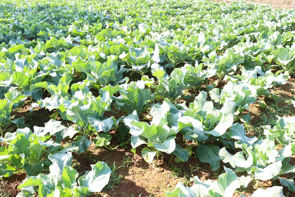 Grüner Blumenkohl Auf Dem Feld Für Die Ernte — Stockfoto