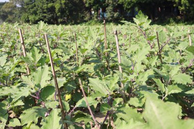 Ham Brinjal tarlasında hasat zamanı