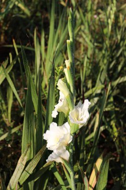 Beyaz renkli gladyatörler tarlada hasat için çiçek açarlar.