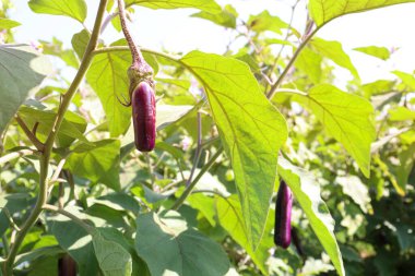Ham Brinjal tarlasında hasat zamanı