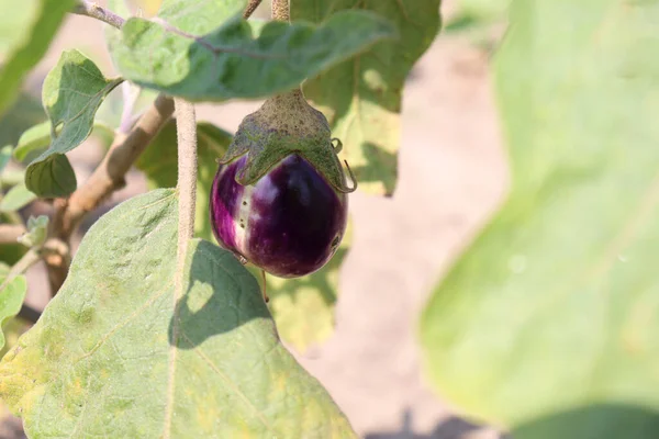 Rohe Brinjal Farm Auf Dem Feld Für Die Ernte — Stockfoto