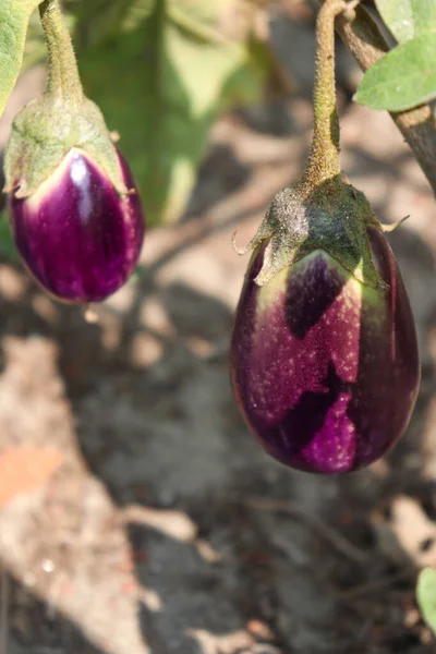 Granja Brinjal Cruda Campo Para Cosecha — Foto de Stock