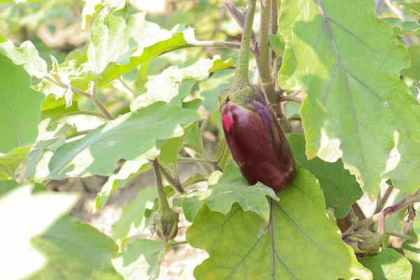 Rohe Brinjal Farm Auf Dem Feld Für Die Ernte — Stockfoto