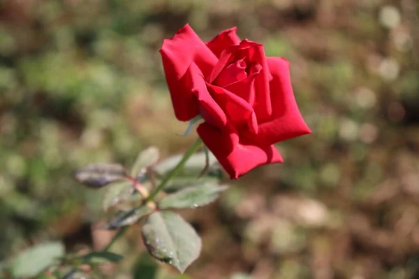 Kaunis Punainen Ruusu Lähikuva Maatilalla Sadonkorjuuta Varten — kuvapankkivalokuva