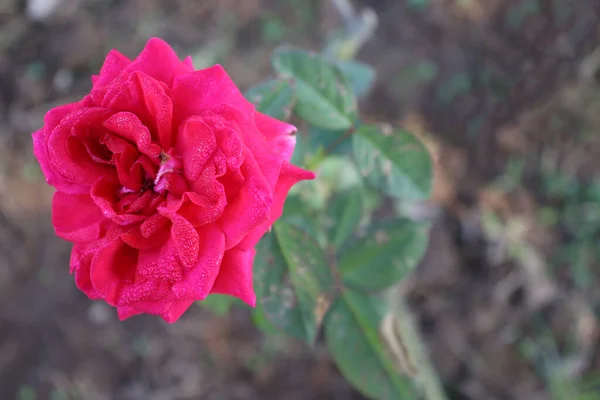 Gyönyörű Piros Színű Rózsa Közelkép Gazdaságban Betakarítás — Stock Fotó
