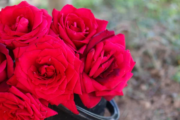 Bonito Vermelho Colorido Rosa Closeup Fazenda Para Colheita — Fotografia de Stock