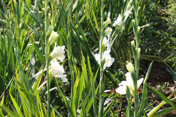 Bílá Barevné Gladioly Květ Farmě Terénu Pro Sklizeň — Stock fotografie