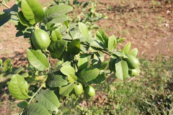 Πράσινο Χρώμα Αγρόκτημα Λεμόνι Στο Πεδίο Για Συγκομιδή — Φωτογραφία Αρχείου