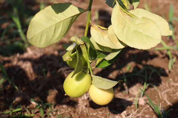 Зеленый Цвет Лимонной Фермы Поле Сбора Урожая — стоковое фото