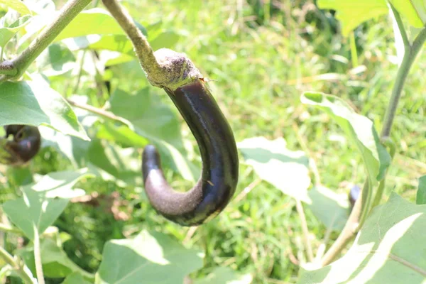 Rohe Brinjal Farm Auf Dem Feld Für Die Ernte — Stockfoto