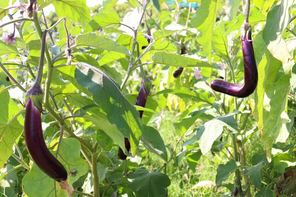 Rohe Brinjal Farm Auf Dem Feld Für Die Ernte — Stockfoto