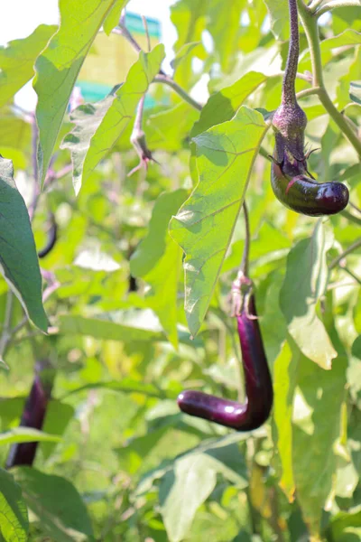 Rohe Brinjal Farm Auf Dem Feld Für Die Ernte — Stockfoto