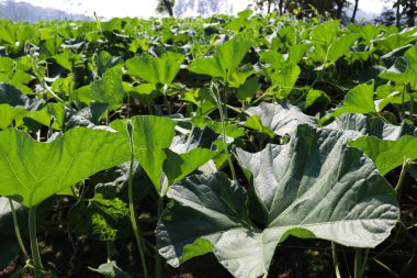 Hasat için tarladaki şişe koruma çiftliği