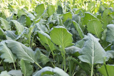 yeşil renkli şalgam tarlasında hasat için