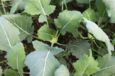 yeşil renkli şalgam tarlasında hasat için