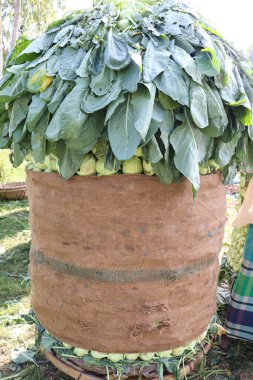 yeşil renkli şalgam tarlasında hasat için