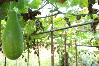 Hasat için tarladaki şişe koruma çiftliği