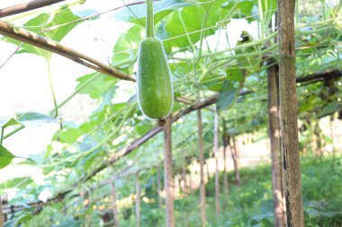 Hasat için tarladaki şişe koruma çiftliği